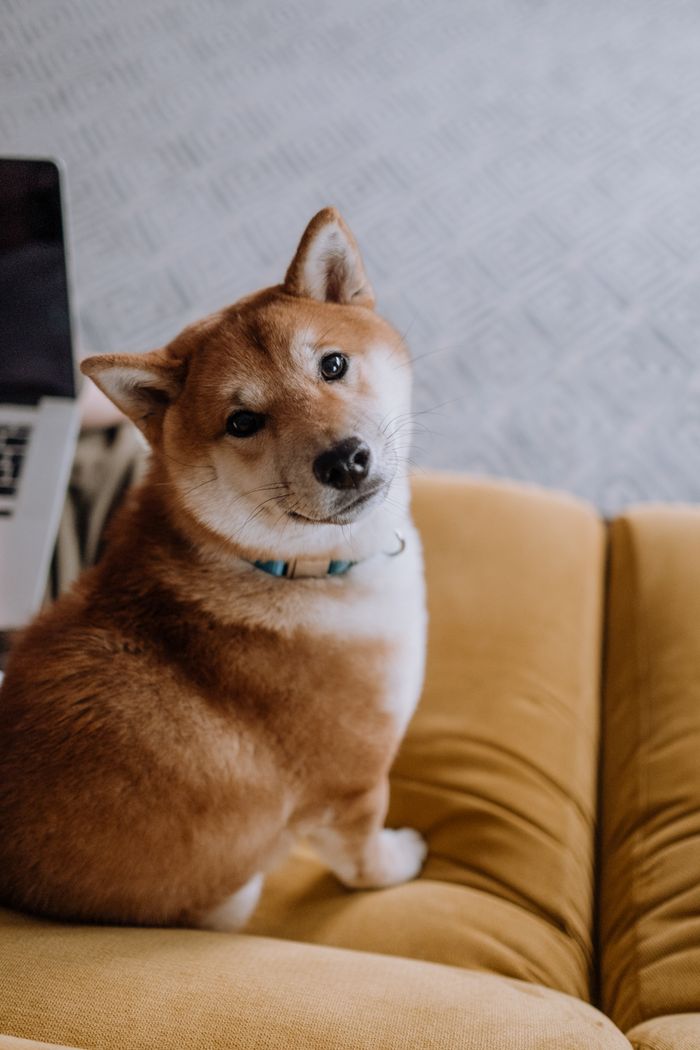 柴犬のコタロウ